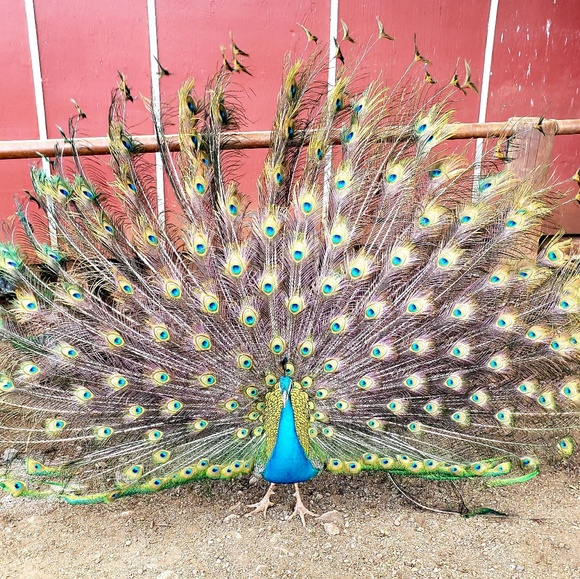 Meet your Posher, Kim - Picture 1 of 1